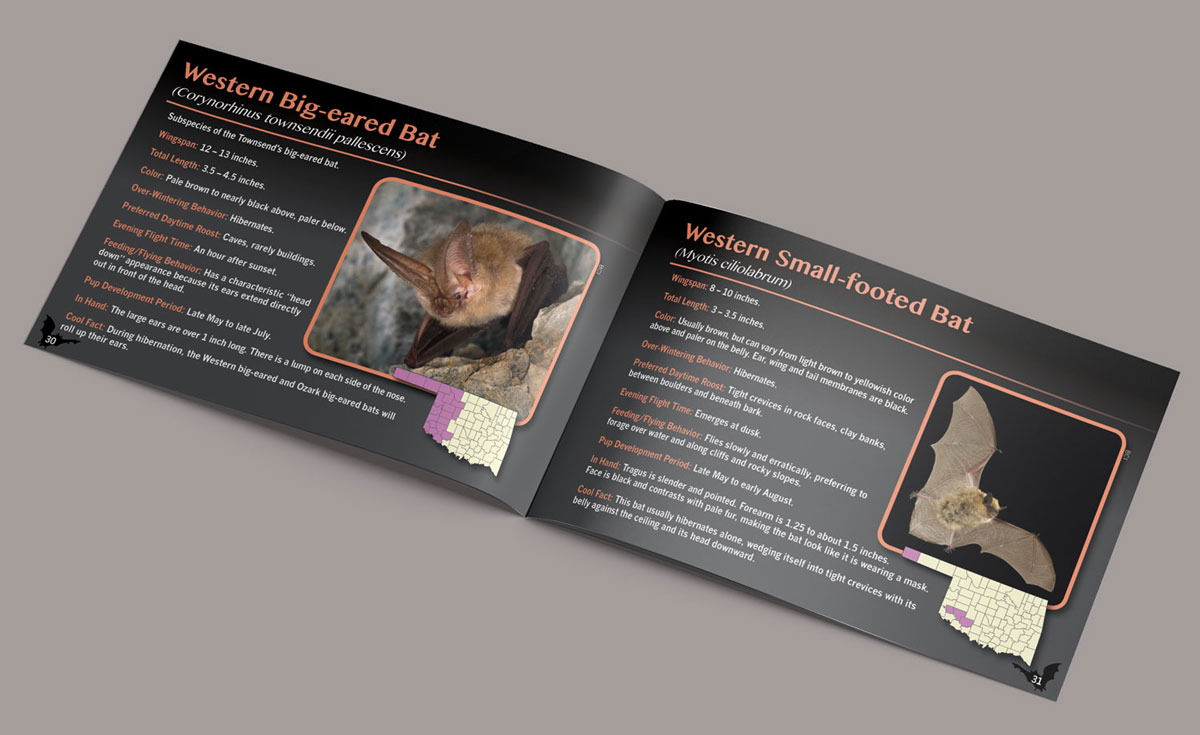 Oklahoma Bat Field Guide booklet