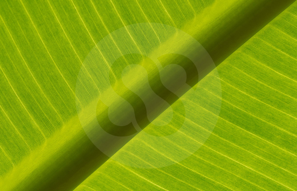 Banana Leaf