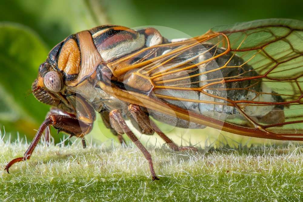 Close up of a cicada