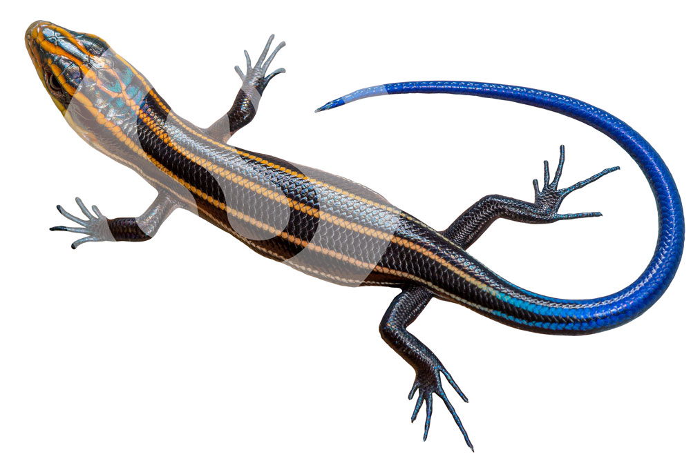 Five-lined skink with blue tail (plestiodon fasciatus)