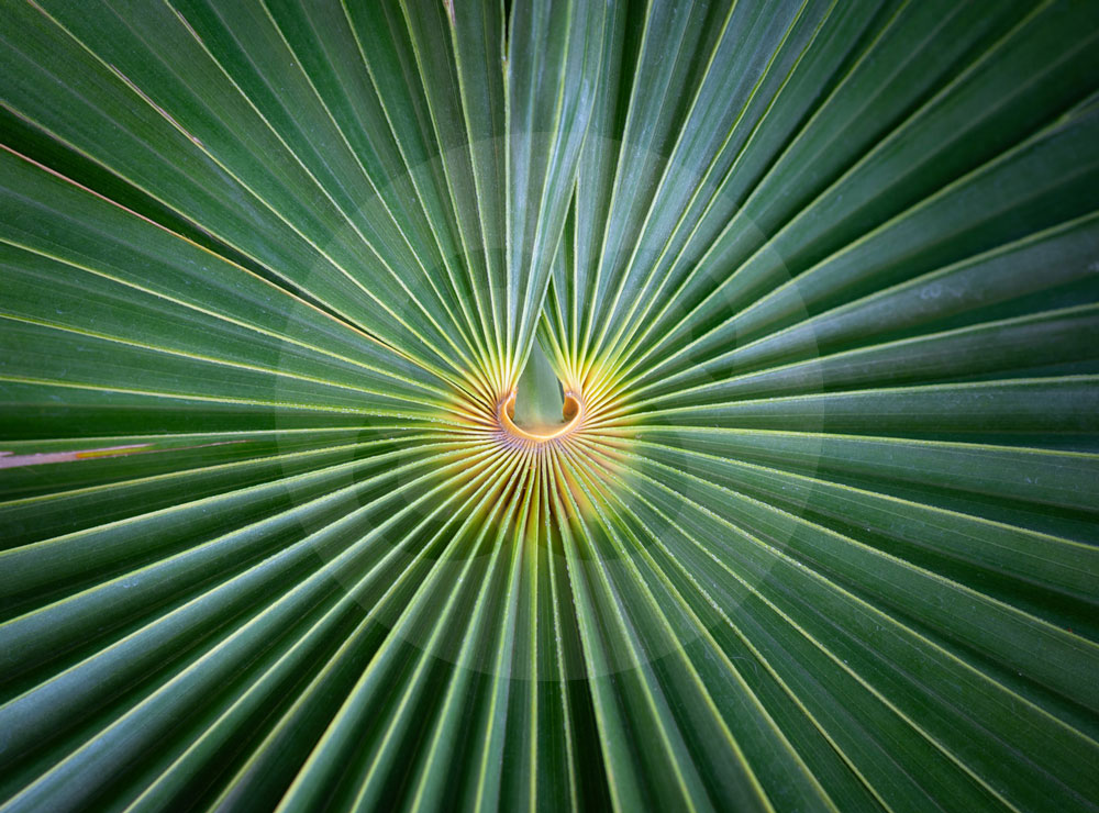 Palm leaf