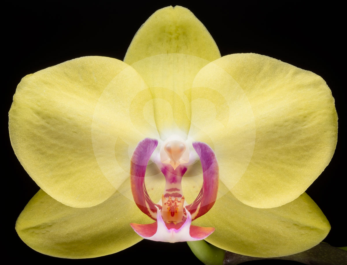 Yellow phalaenopsis orchid