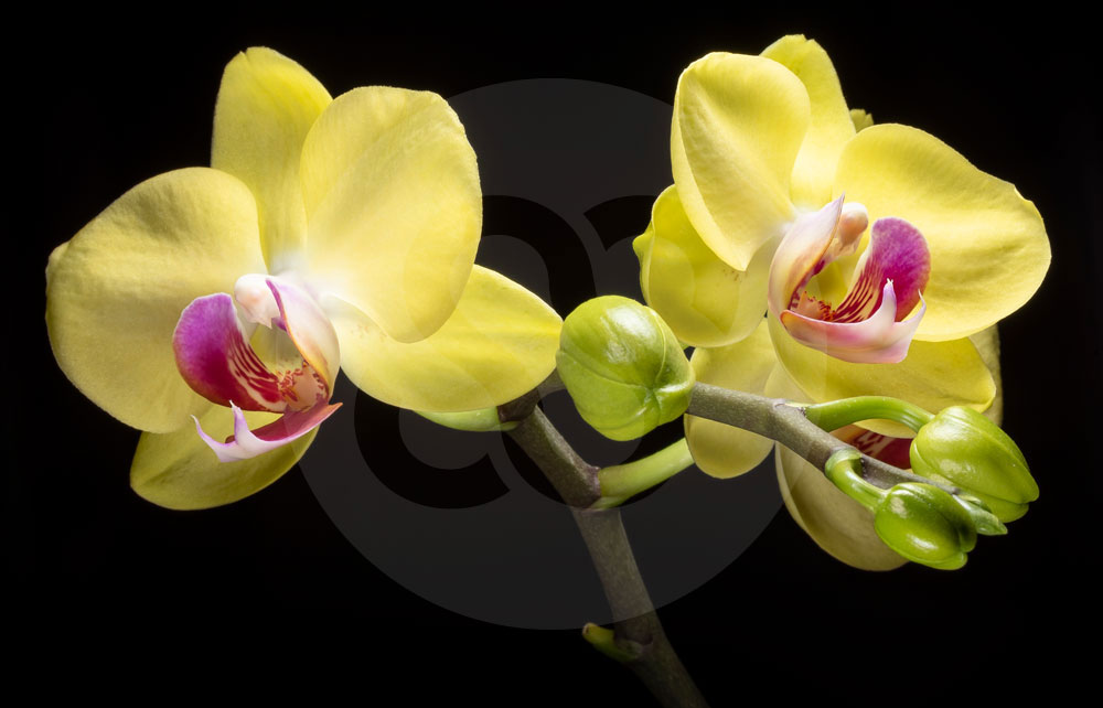 Yellow phalaenopsis orchid