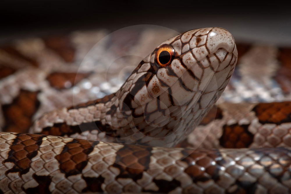 Prairie Kingsnake (lampropeltis calligaster)