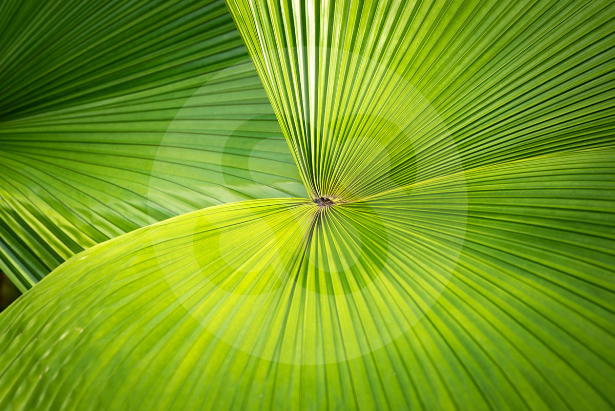 Tropical Leaves