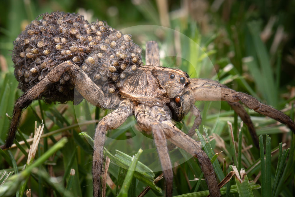 Wolf spider with baby spiderlings on its back